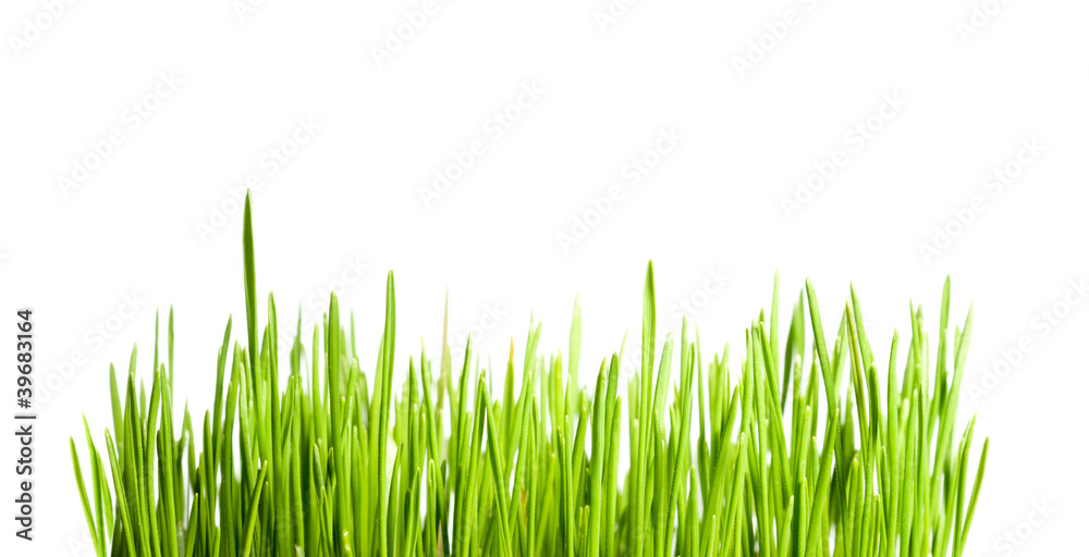 Fototapeta premium green sprigs of wheat with drops of dew