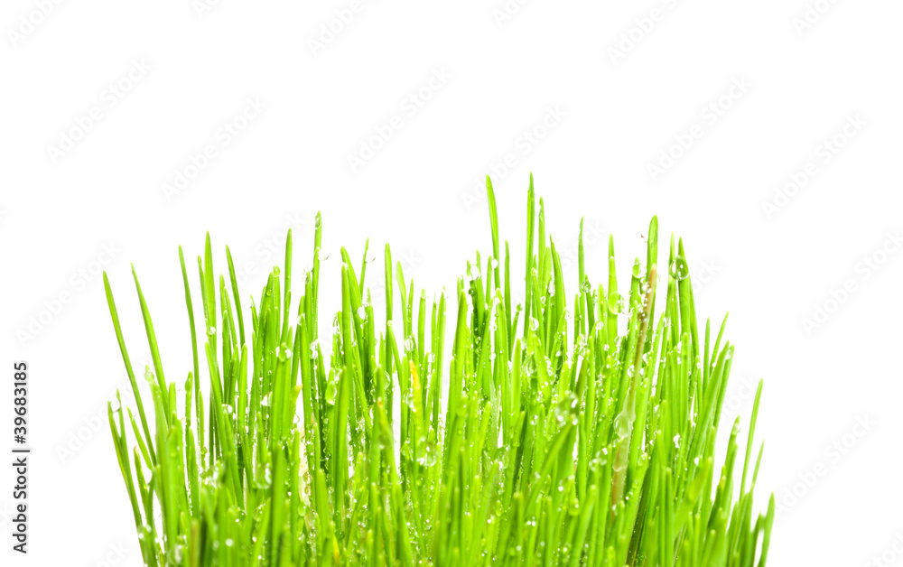 Obraz premium green sprigs of wheat with drops of dew