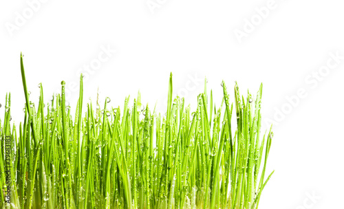 green sprigs of wheat with drops of dew