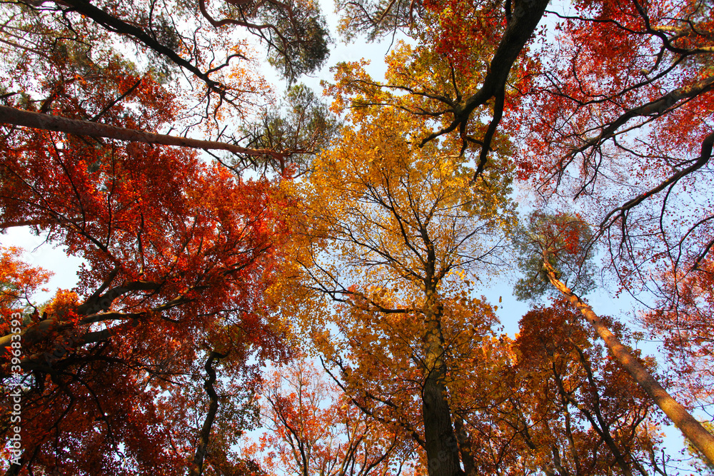 Sky with clouds and sunshine through the autumn tree branches Sky with clouds and sunshine through the autumn tree branches