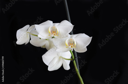 Orchidea bianca su sfondo nero photo