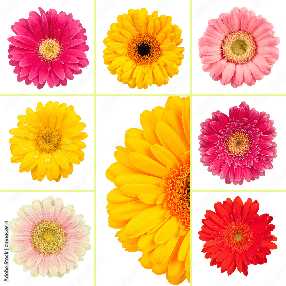 Frühlingsblumen Collage Frühlingsblumen Collage