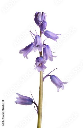 Single stem of Spanish bluebells photo