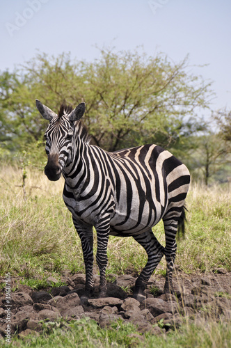 Single zebra