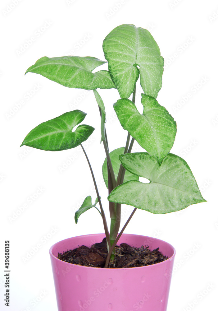 Green house plant in pink pot Green house plant in pink pot