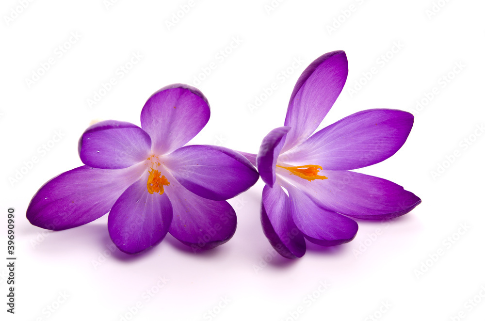 Zwei Krokusblüten Zwei Krokusblüten