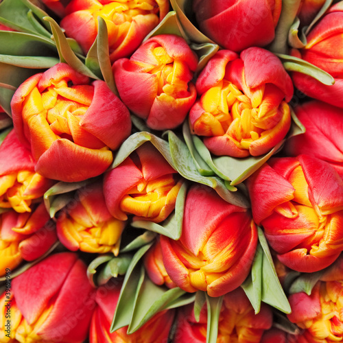 tulips