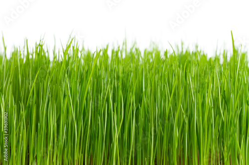 Green grass frame over white background