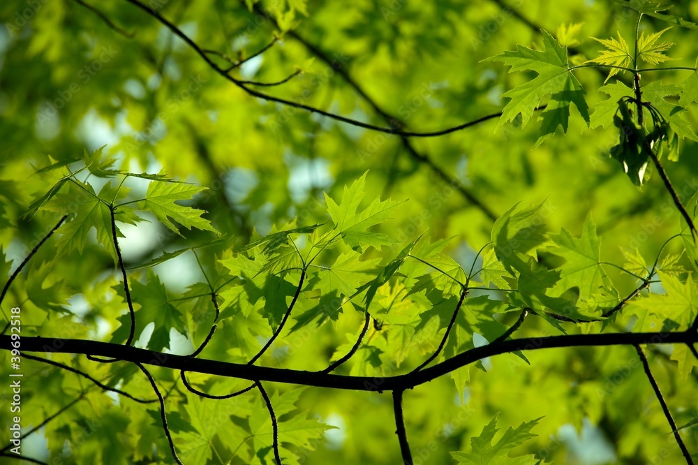 Fototapeta premium Leaves