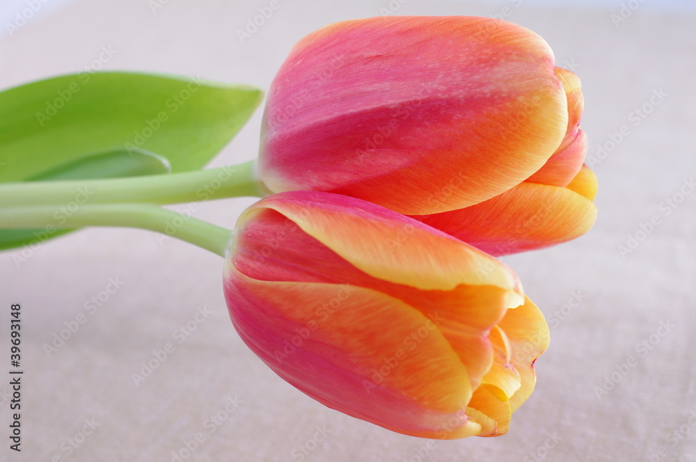 Obraz premium Dwa tulipany