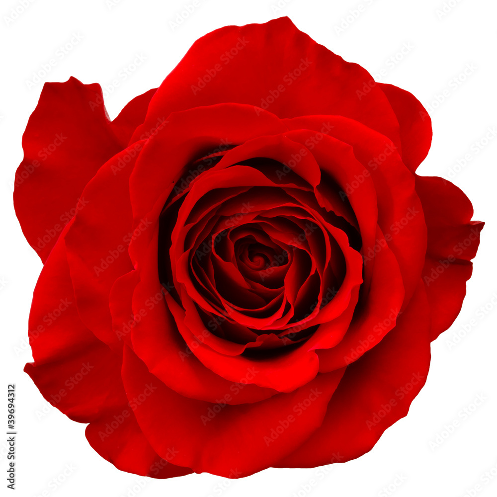 Fototapeta premium red rose isolated on white background