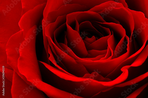 close-up of red rose