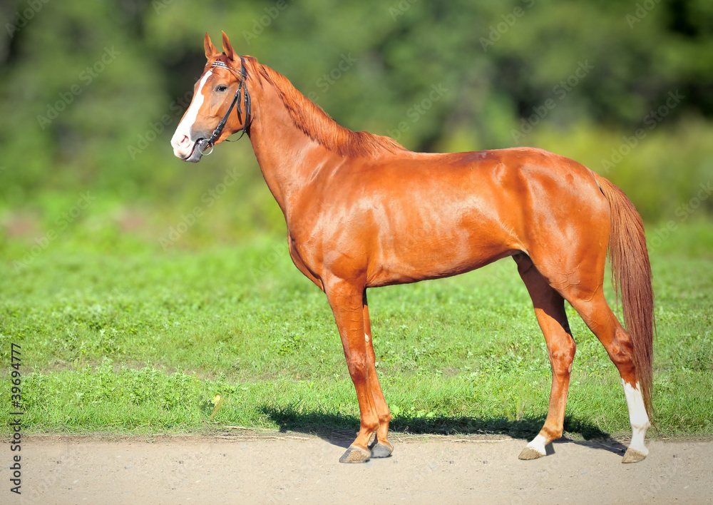 Obraz premium Red Racing mare