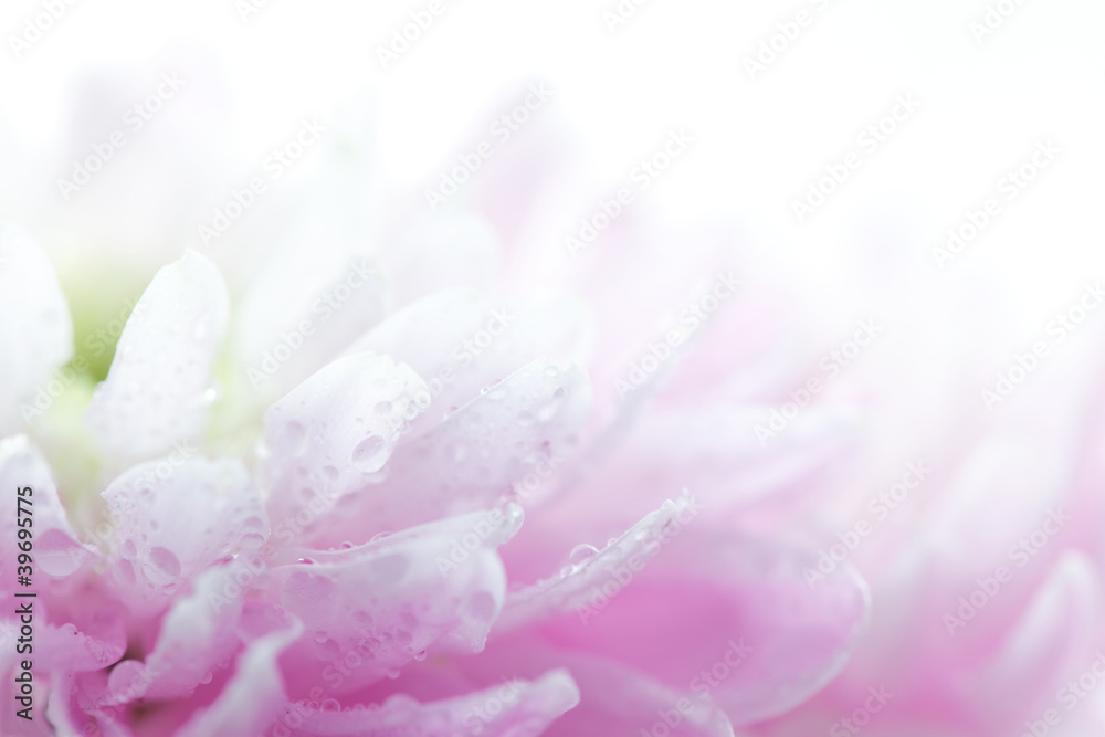 Soft purple flower