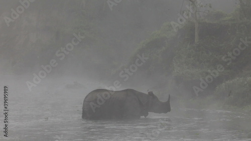 Asian rhino