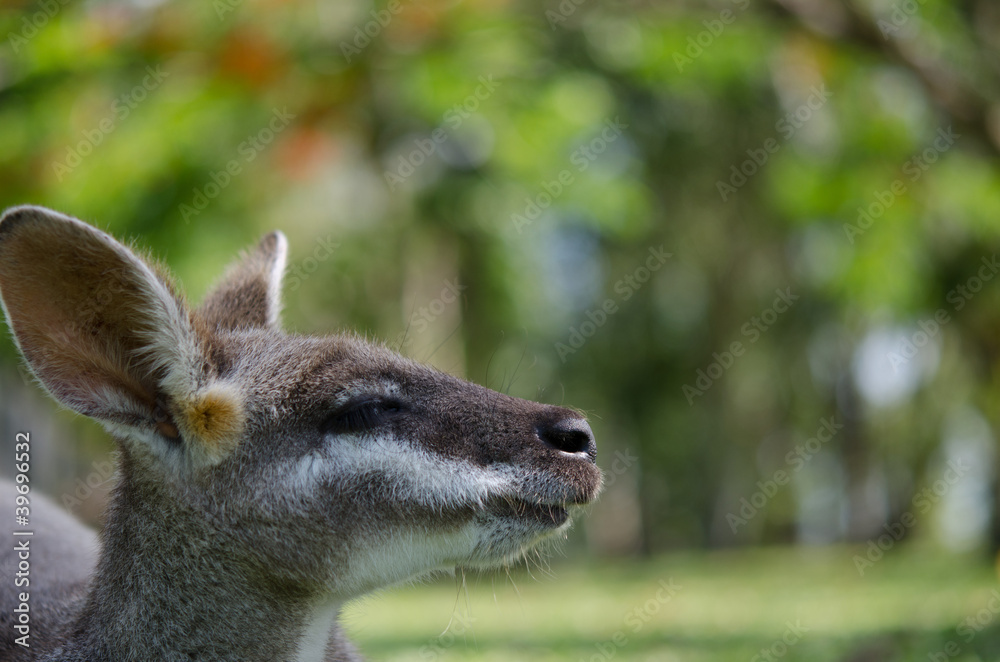 Fototapeta premium 物思いにふけるカンガルー