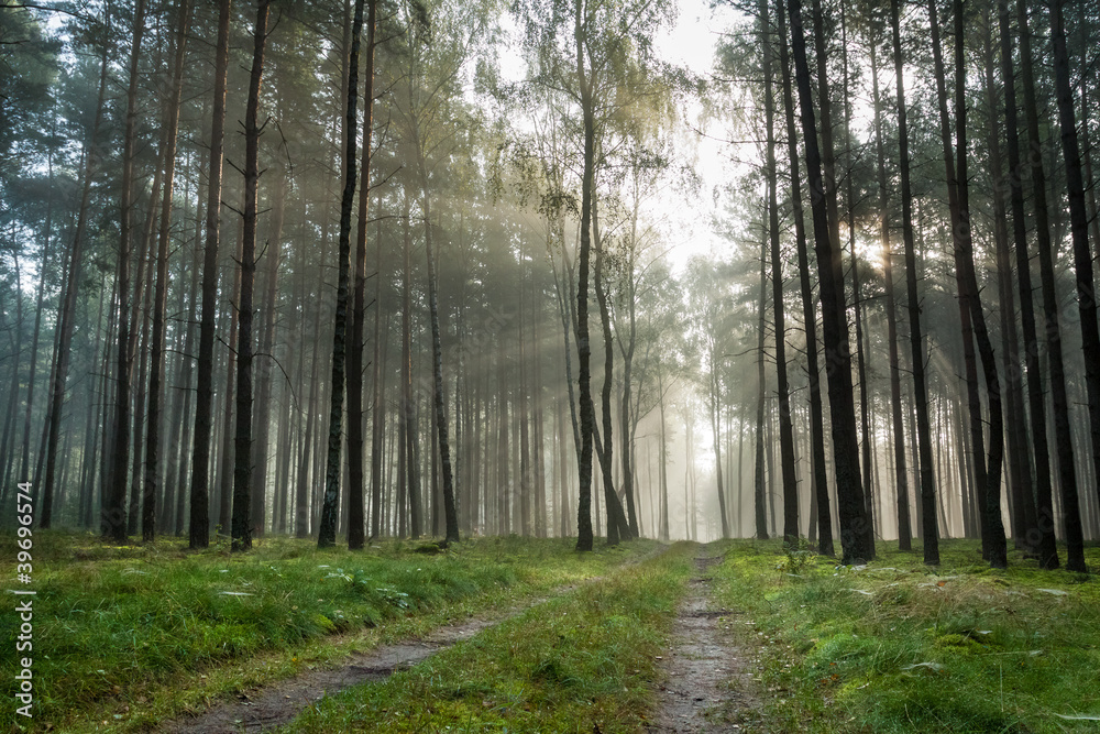 Foothpath in foggy forest at sunrise