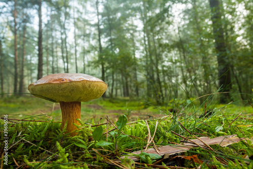 Penny bun mushroom in mossy...