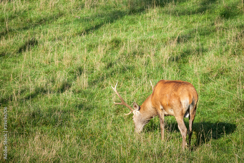 Deer in the meadow at summer Deer in the meadow at summer