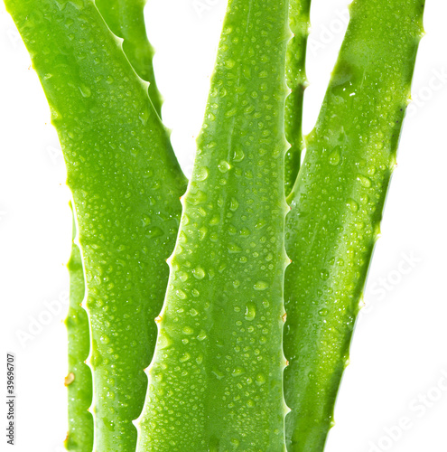 Aloe Vera with water drops