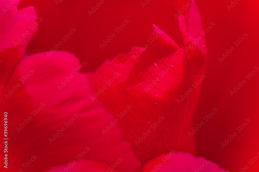 Closeup rose petals background