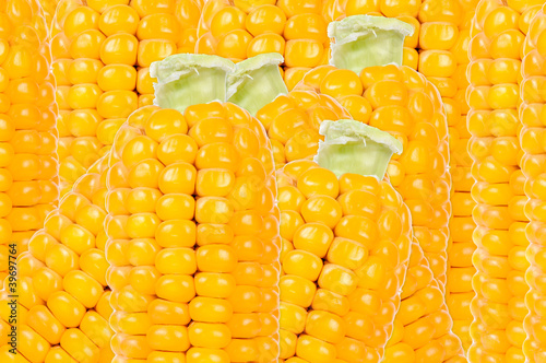 Yellow Corn Background photo