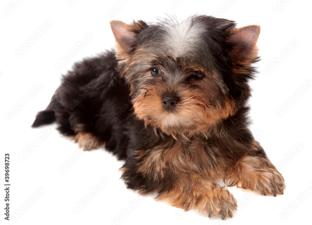 Yorkshire Terrier.