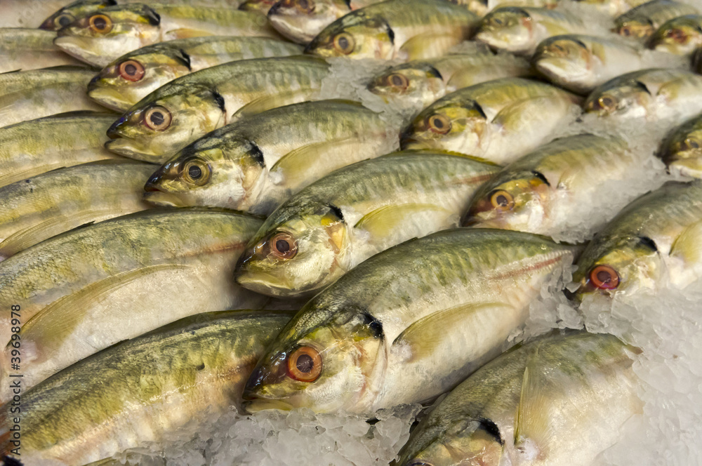 fresh mackerels in well organized fresh mackerels in well organized