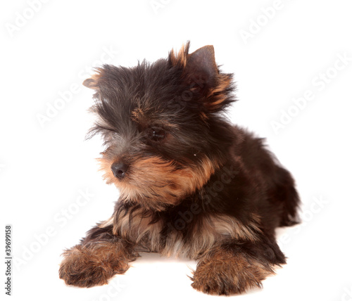 Yorkshire Terrier  isolated.