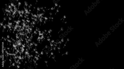 dandelions seeds floating in the wind