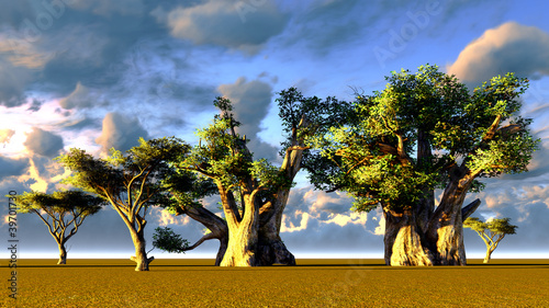 Foto African baobabs