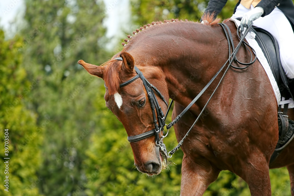 Fototapeta premium horse dressage
