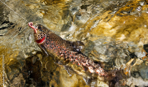 Pesca in torrente alpino....Trota fario photo