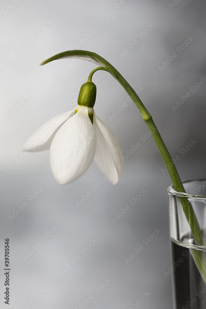 snowdrop