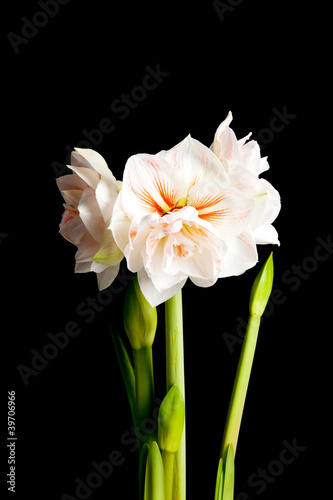 white Amaryllis flower in closeup