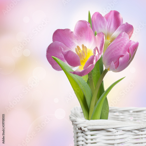Fototapeta Naklejka Na Ścianę i Meble -  Pink spring tulips in white basket