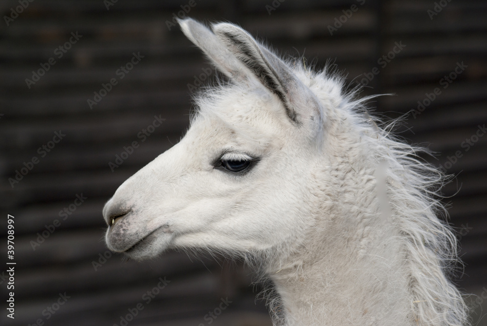 Obraz premium lama