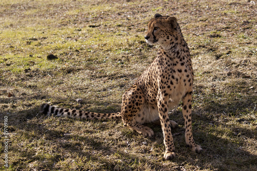 gepard