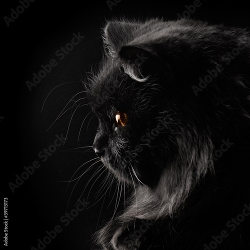 black persian cat on black background