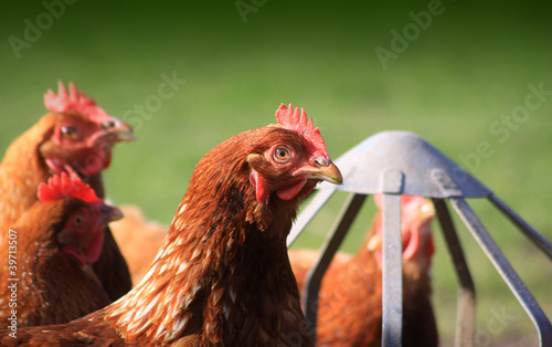 Feeding Brown Hens