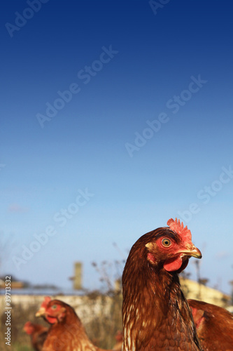 Brown Hen