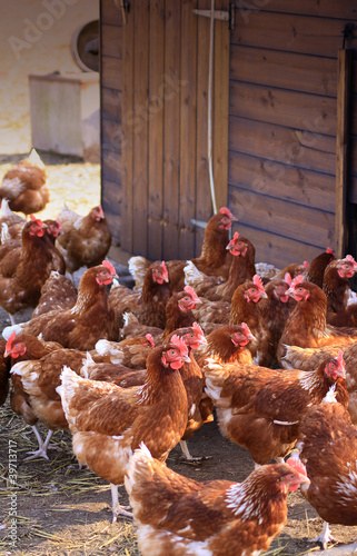 Brown Hens