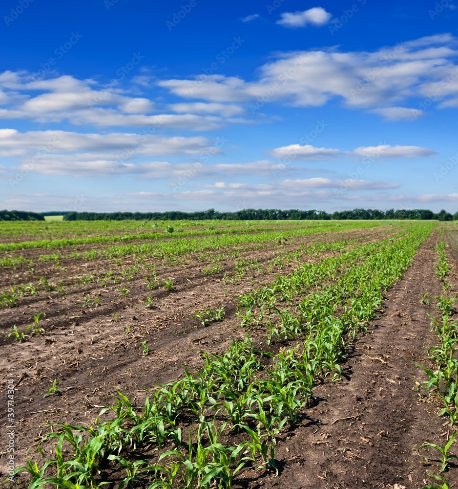 green spring fields