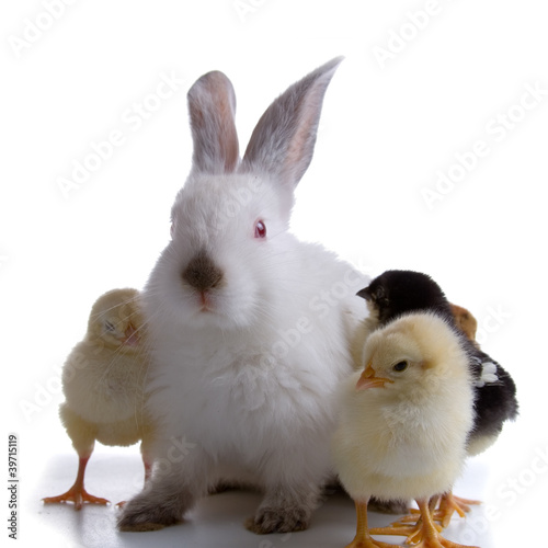 Rabbit and chickens