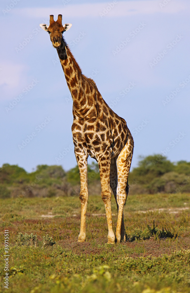 Giraffe, Etosha Park, Namibia, Giraffa camelopardalis