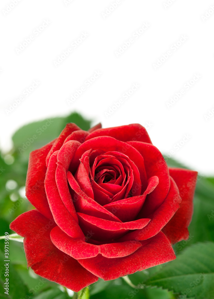 Fototapeta premium red rose with green leaf isolated on white background