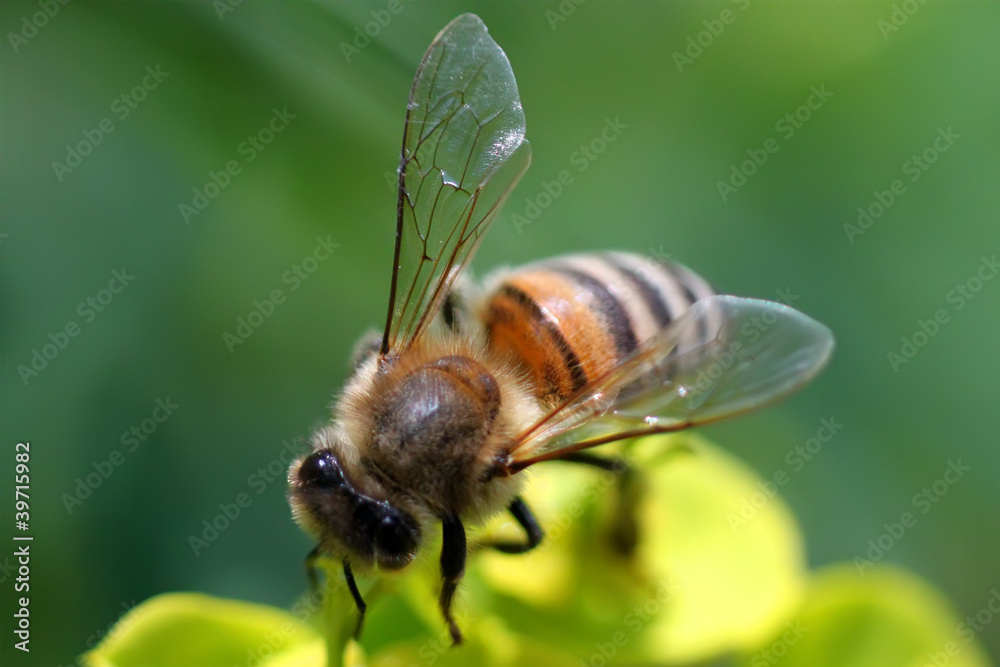 Bee Bee