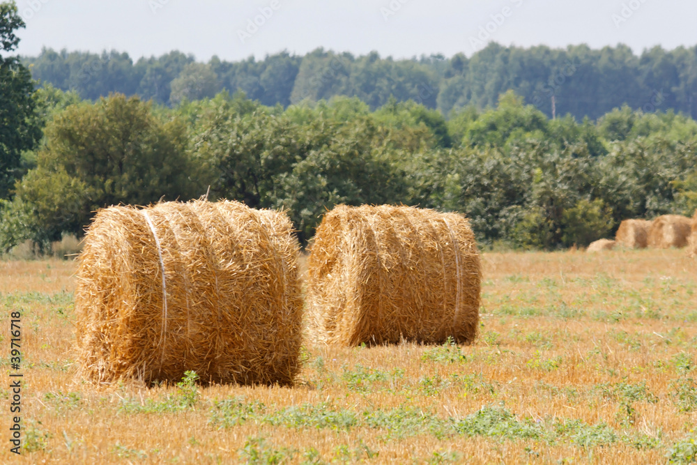 hay stacks in autumn field