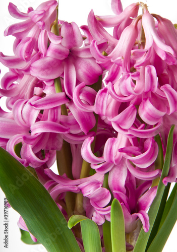 Pink Hyacinth on a white background