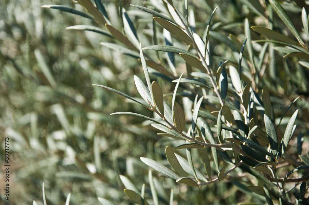 Obraz premium rameaux d'oliviers